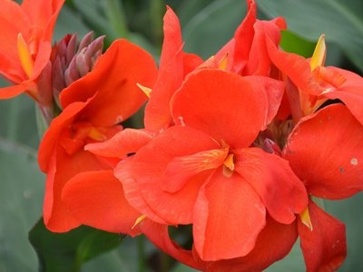 大花美人蕉價(jià)格行情與環(huán)境保護(hù)監(jiān)測的聯(lián)動(dòng)分析——以2016年4月為例